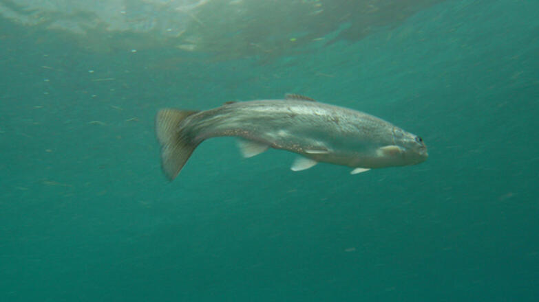 Tauchschule Koralle!