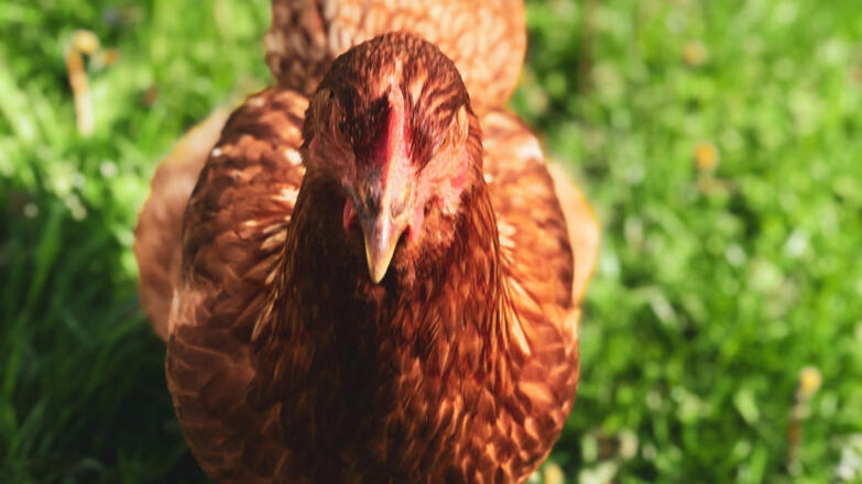 Huhn