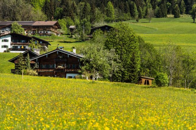 Going_Wiese, Feld, Landschaft_Wilder Kaiser