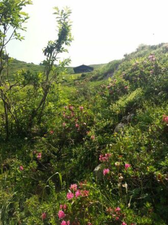 Going_Graspoint-Hochalm_Wilder Kaiser