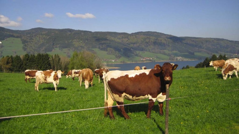 Hofkäserei Hingerer