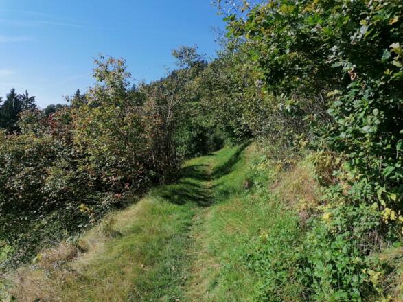 Going_Wandern_Hollenauer Kreuz Runde_Weg Nr6_Wilder Kaiser