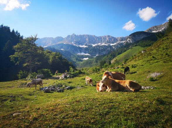 Scheffau_Kaiseralm-Runde_Wegscheid_Wilder Kaiser