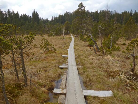 Der Brettleweg leitet über schmale Holzbohlen durch das Wiesfilz.