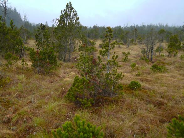 Das idyllische Wiesfilz westlich der Wieskirche.