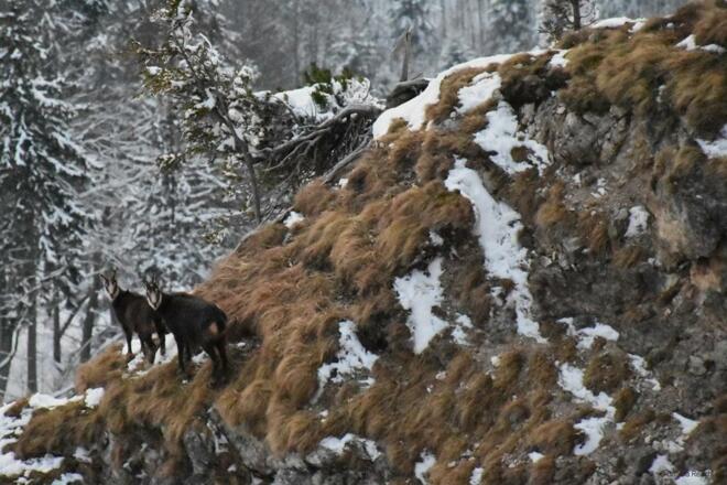 Zwei Gemsen am Nockstein