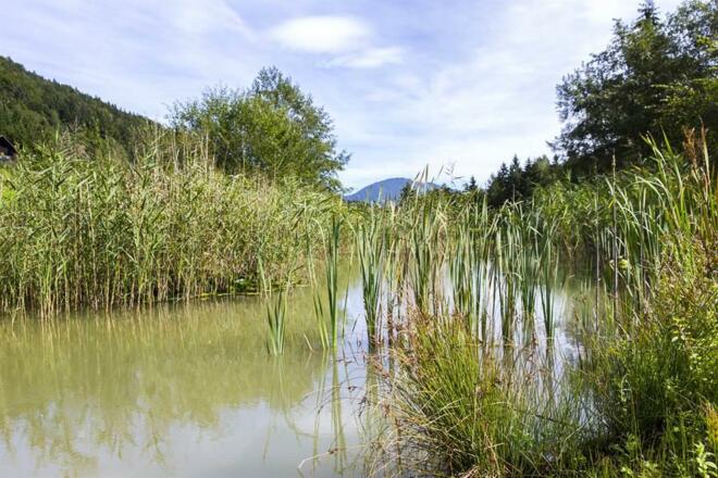 Teich vor dem Haus