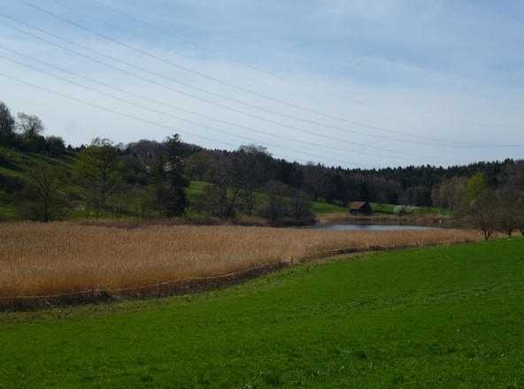 Blick vom Weg südlich des Weilers Eichendorf auf den Eichendorfer Weiher.