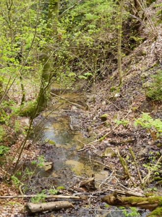 Wildromantisch schlängelt sich der Bach durch die Feuersteinschlucht.