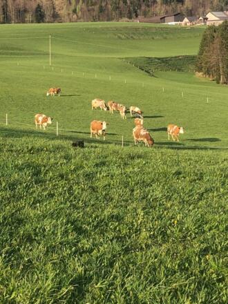 Kühe auf der Wiese