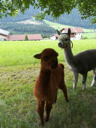 Alpakas im Garten