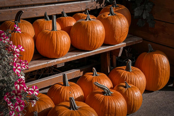 farbenfrohe Kürbispracht auf dem Carlbauer-Hof in Kelheim