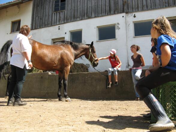 Fitness für Ross und Reiter im Fitness-Stall Badwerk