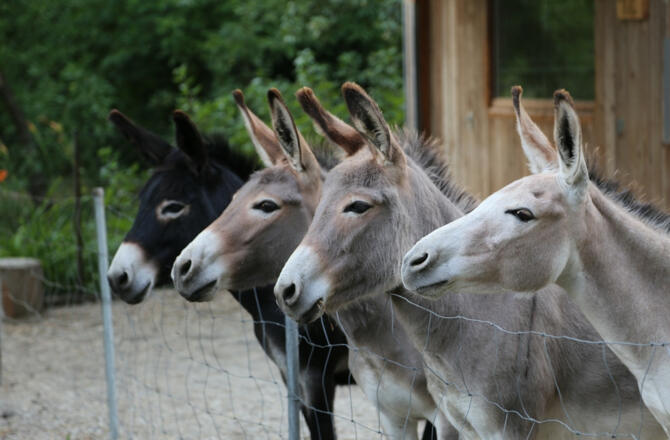 Unser Eselteam