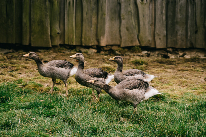 Gänse