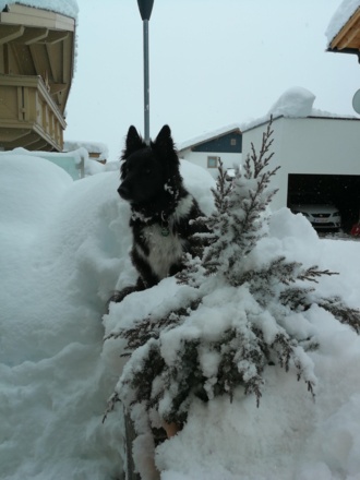 unser Haushund Rocky
