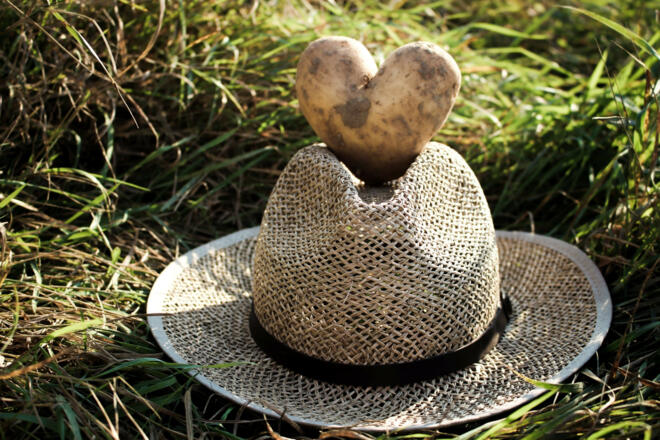 Kartoffel-Liebe auf dem Carlbauer-Hof in Kelheim