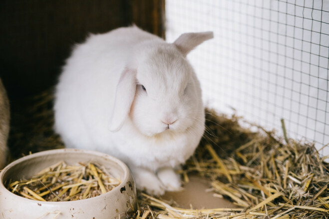 Hase