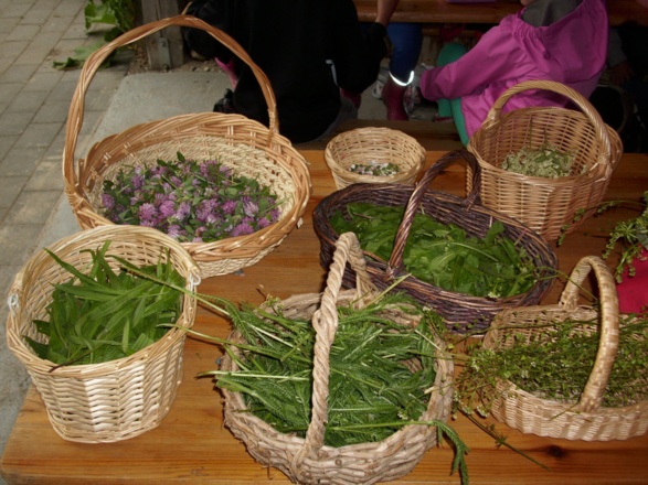 Wildkräuterführung Gisela Hafemeyer