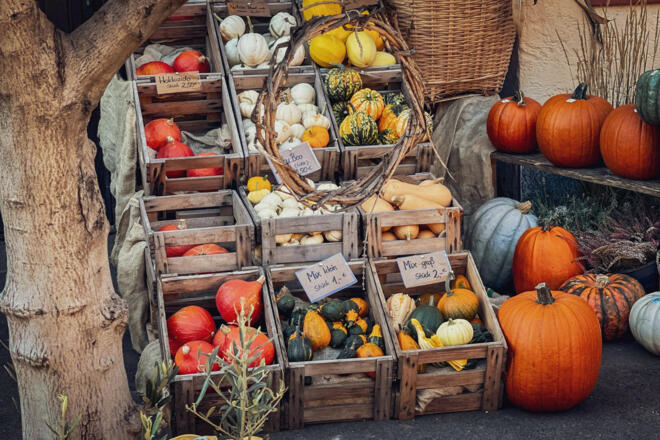 bunte Kürbis-Vielfalt auf dem Carlbauer-Hof