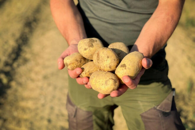 frische geerntete Kartoffeln vom Carlbauer-Hof in Kelheim