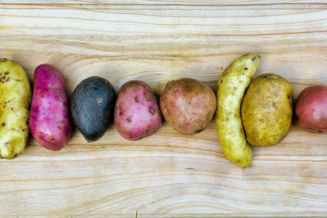 Für jeden Geschmack die richtige Kartoffel - frisch vom Carlbauer-Hof