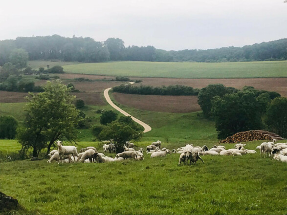 Landhotel Schneider (Riedenburg-Buch)