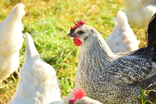glückliche Hühner auf dem Biohof Amberger in Aiglsbach