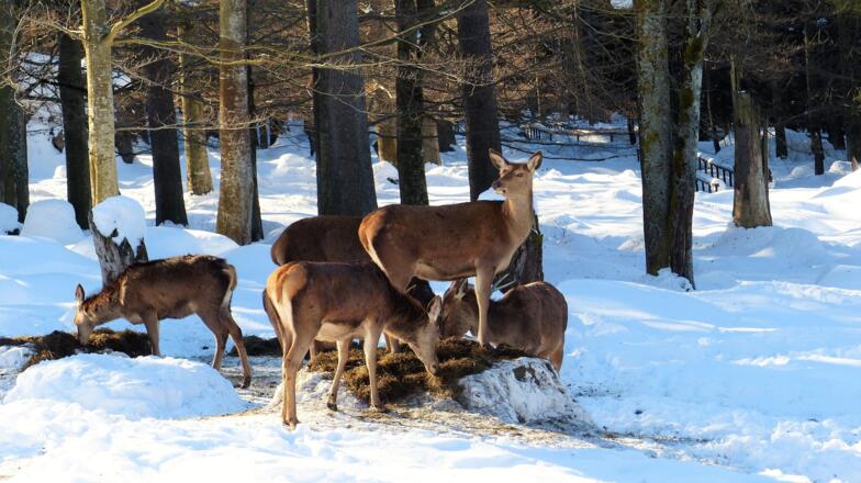 Hirschgehege Scheuereck