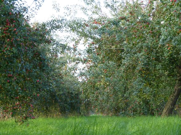 Apfelbäume am Ammertaler Biohof