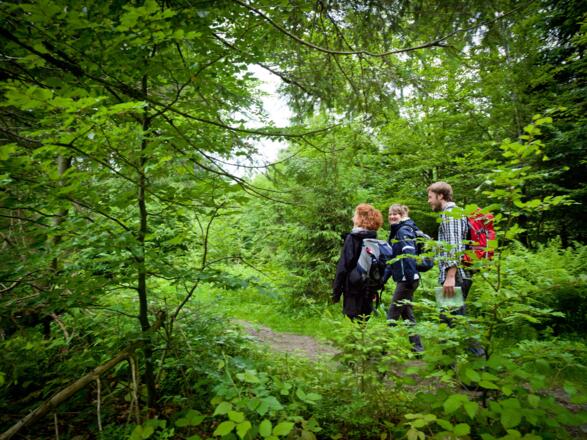 Wandern im Nationalpark Bayerischer Wald