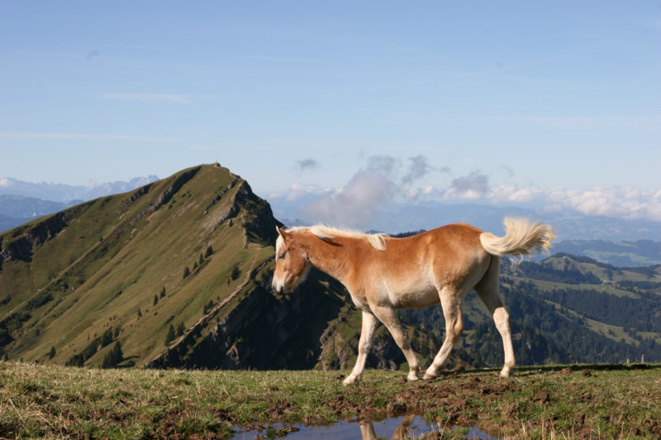 Pferd nahe Rindalphorn