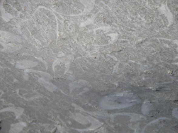 Muscheln bei der Adamekhütte