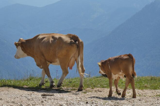cows-3893195_1920