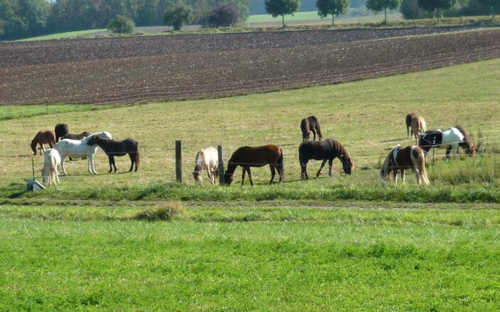 Pferdgestüte vor Wüstenfelden