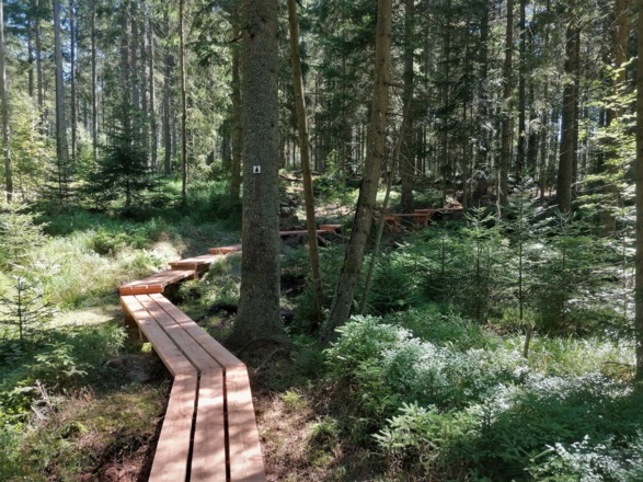 Bohlensteg Wanderweg Fichte.jpg