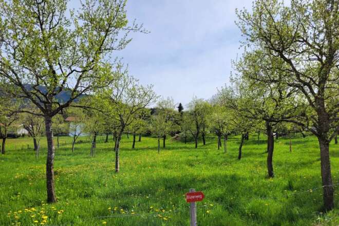 Obstbäume im Bayrisch Meran - Bad Feilnbach