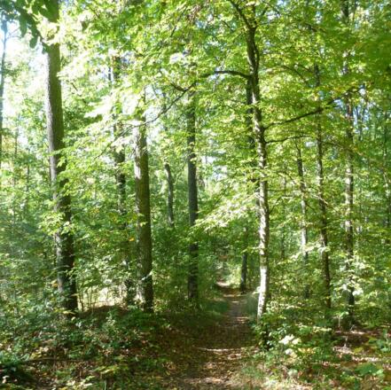 Herrliche Wanderwege auf der "TraumRunde Castell"