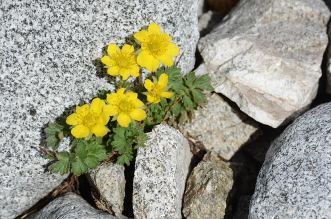 Mitten in der Steinwüste fasst die lebendige Natur wieder Fuß.