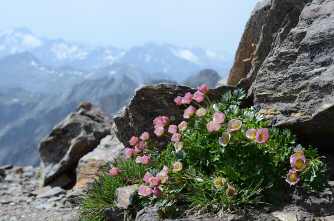Immer wieder erfreuen farbenprächtige Blumenpolster das Auge in der Steinwüste.