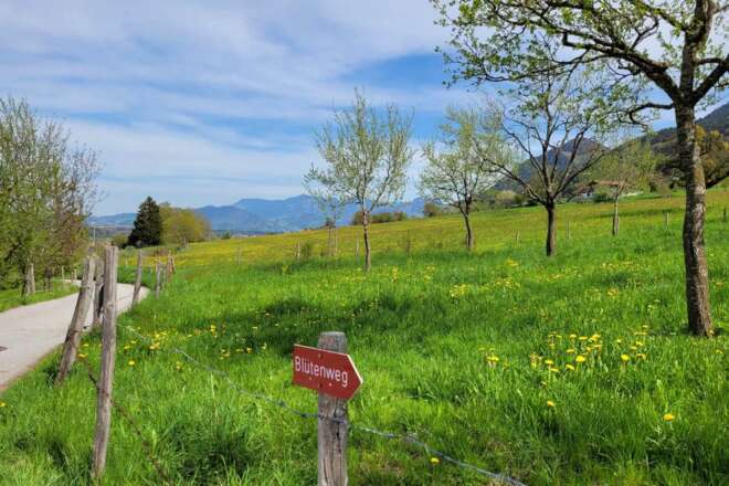 Blühende Obstbäume am Blütenweg in Bad Feilnbach