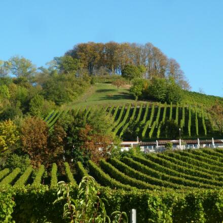 Weingarten am Schlossberg