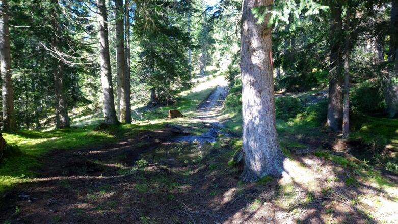 ein Karrenweg führt zur Forststraße