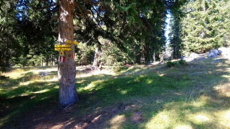 ohne Wegweiser geht es dem Rücken entlang auf einem schmalen Steig abwärts Richtung Hoher Stich