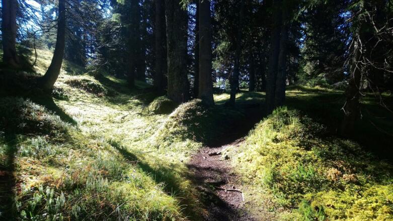 Der Waldrücken ist erreicht