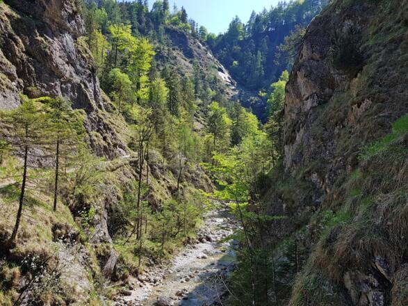 In der Burgauklamm.
