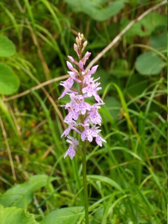 Knabenkraut Orchidee