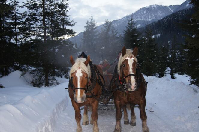 Pferdeschlittenfahrten
