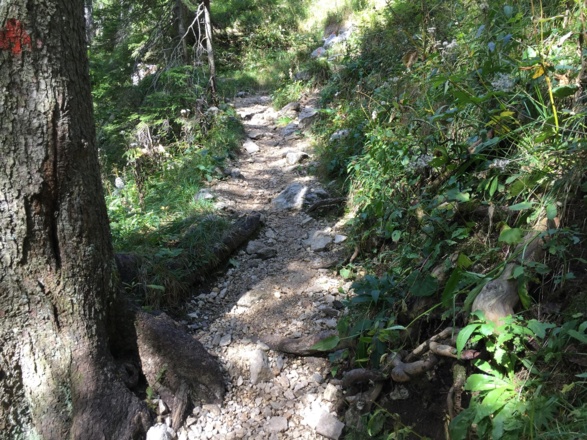 Weg durch den Wald