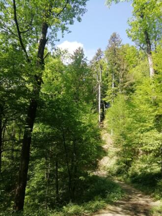 Schluchtwald Wolfsschlucht